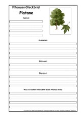 Pflanzensteckbrief-Platane.pdf